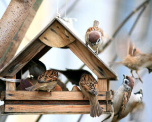 SAMUEL: State DNR: Viruses at feeders now killing birds